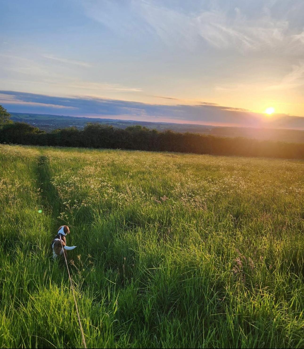 Eagle Cottage - Charming Cotswolds Getaway, Dog Friendly Wyck Rissington Extérieur photo
